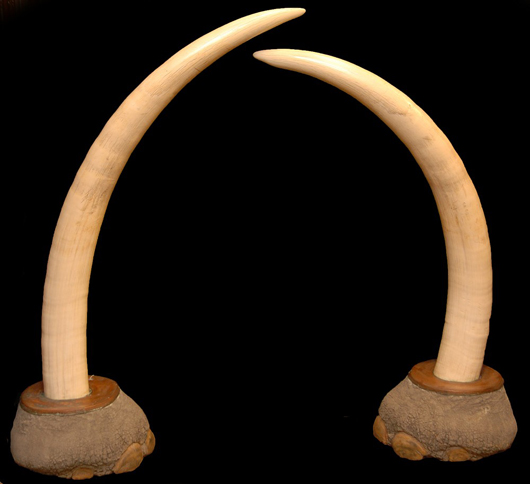 Stunning pair of African elephant ivory tusks (est. $25,000-$35,000). Image courtesy of Elite Decorative Arts.
